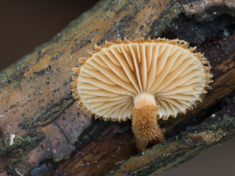 Phaeomarasmius erinaceus